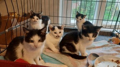 Czteromiesięczne kociaki polecają się do adopcji. Ostoja Mruczków
