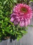 Jeżówka Echinacea piękne kwiaty w doniczkach 2l