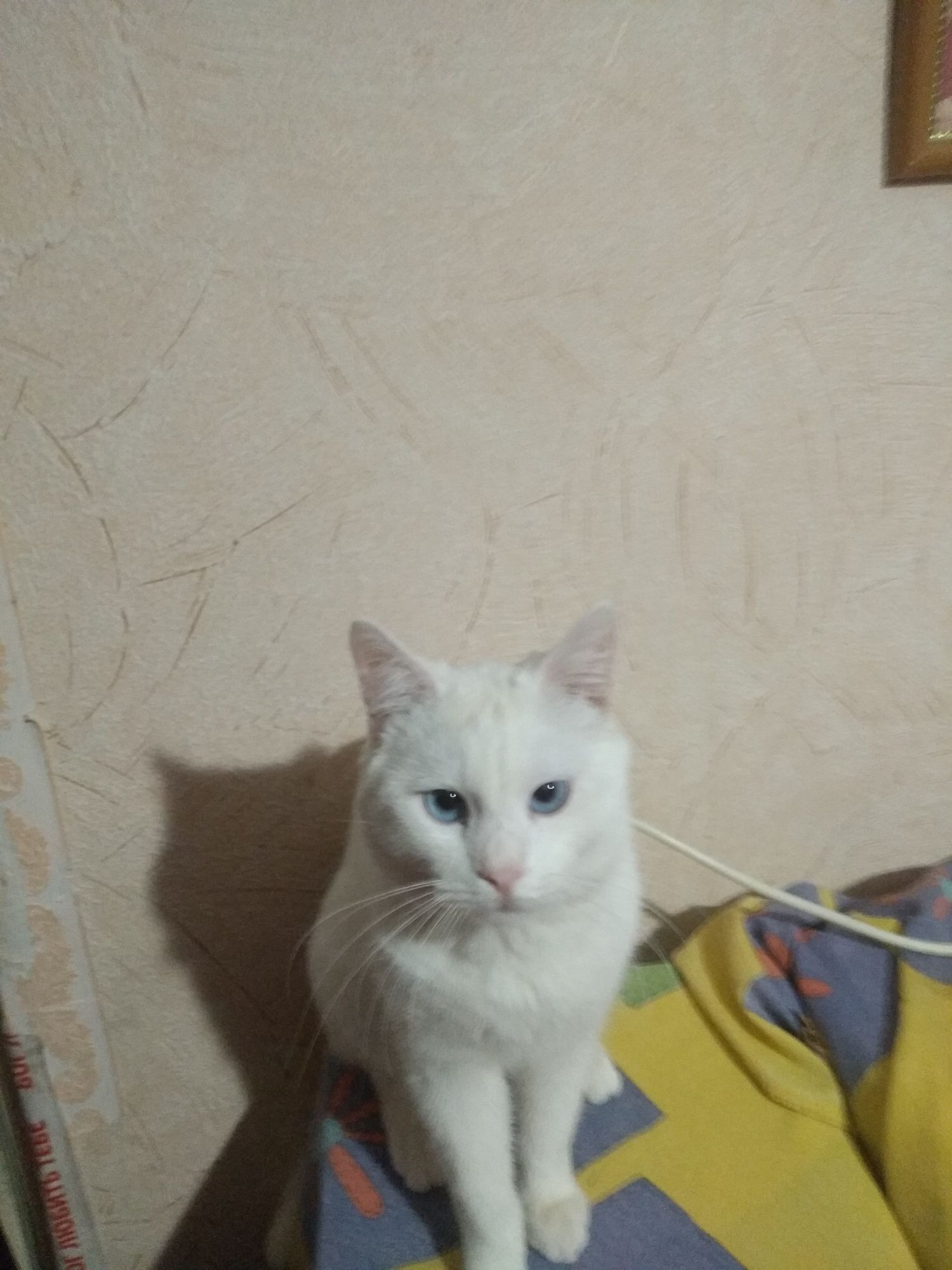 ,Котята в добрые руки.