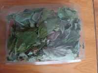 Podagrycznik, suszone ziele, 40 g