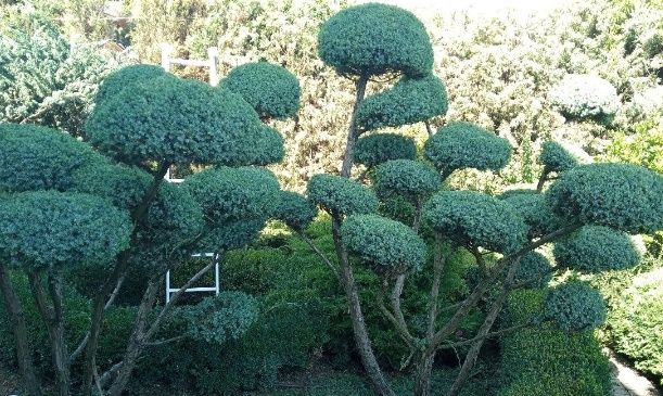 Садівник, ланшафтні роботи