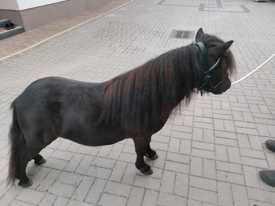 Mini Szetlandy ogierek kuc