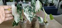 Alocasia Frydek variegata