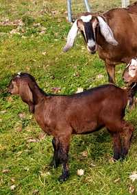 Koza, kózka  rasy anglonubijskiej-  Zosia