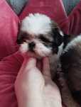 Shih tzu tricolor- tylko suczka