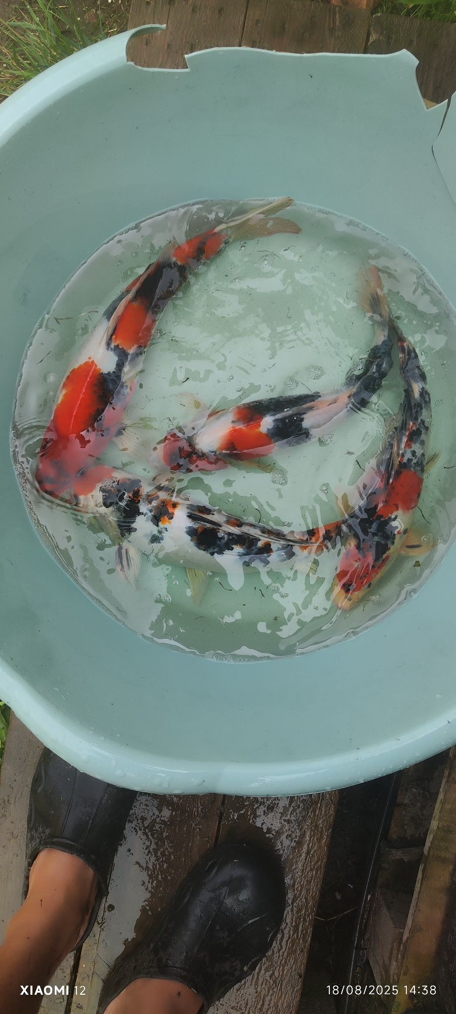 Carpas koi  lindíssimas