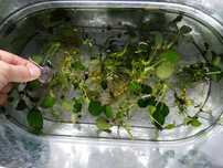 Anubias roślinka akwariowa
