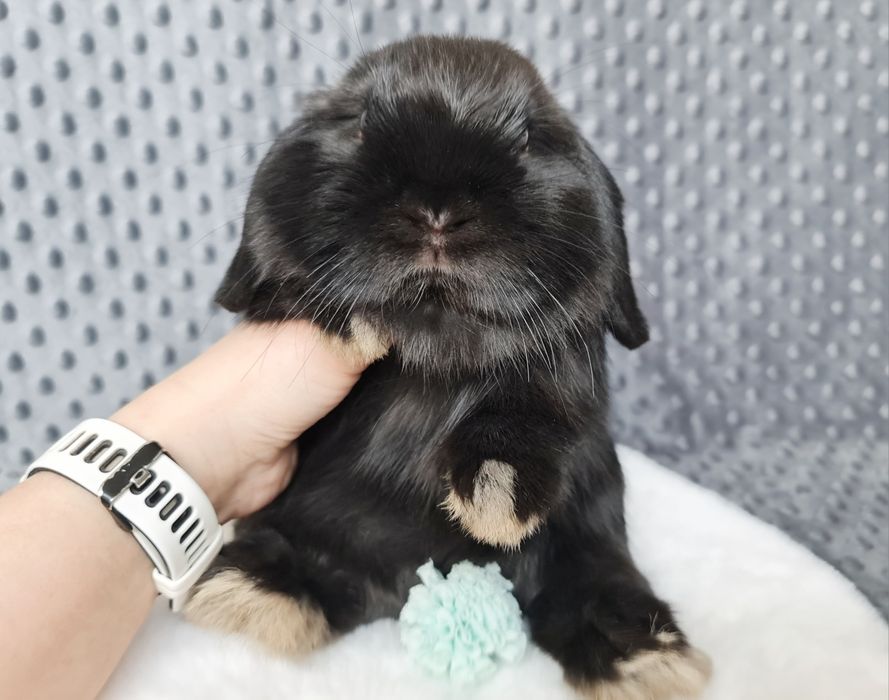 Mini lop królik króliczek miniaturka samczyk do odbioru PROMOCJA hodow