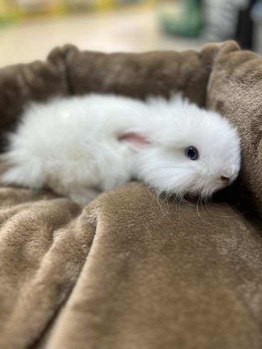 Кролик декоративний малюк 1 міс