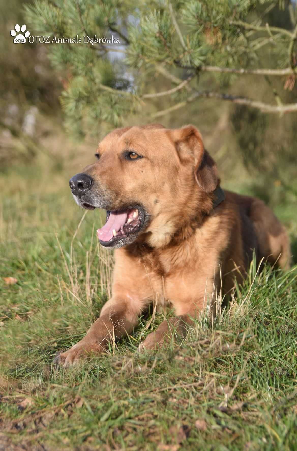 Wesoły Dżoker czeka na nowy dom - OTOZ Animals Schronisko w Dąbrówce