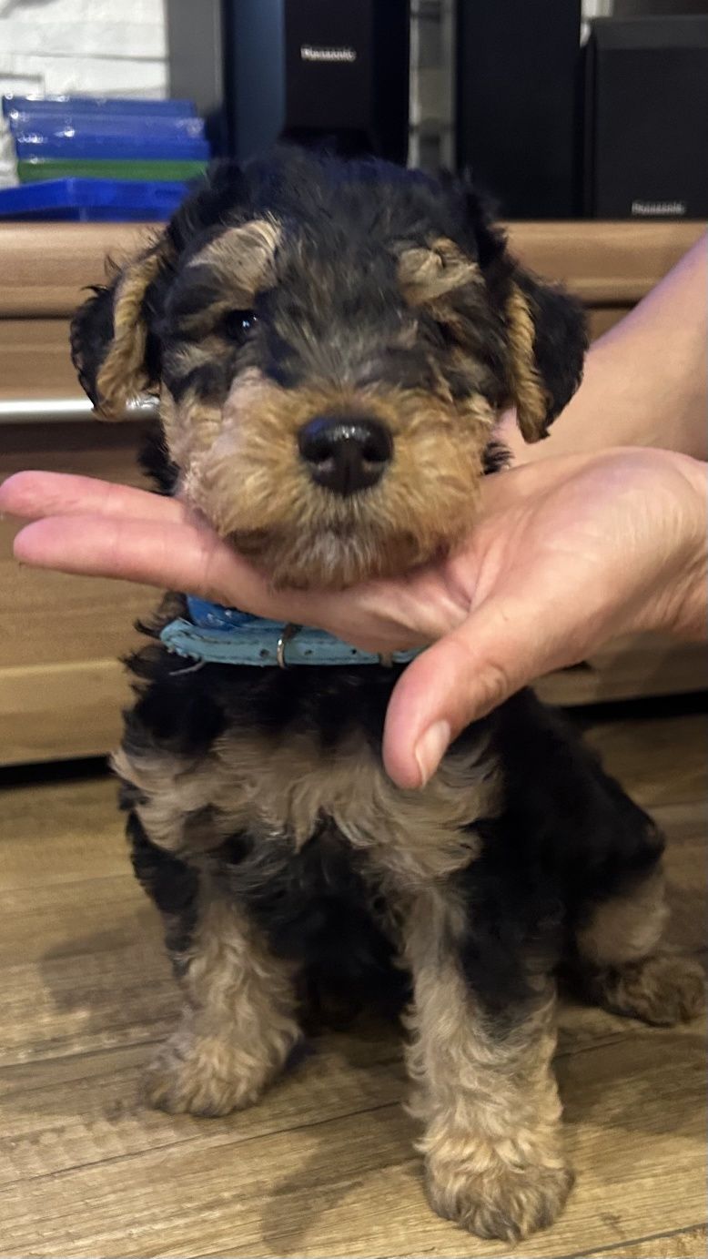 Terier Walijski ZKwP FCI Welsh Terrier szczeniaki