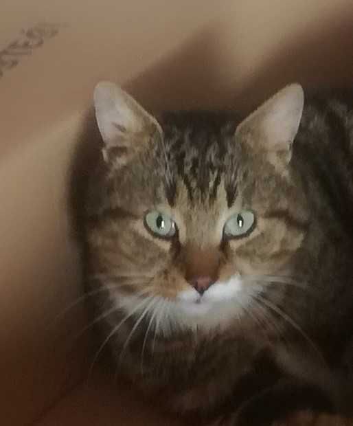 Zaginął kot z krzywą łapką TITO