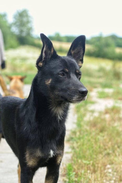 Do adopcji fajny młody pies