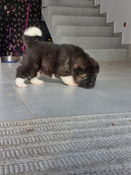 Akita Amerykanska FCI piesek