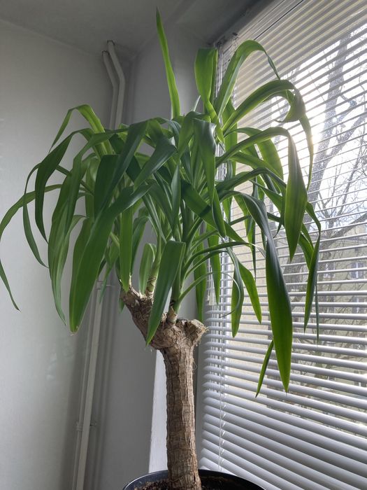 Juka/ yuka 122cm kwiat