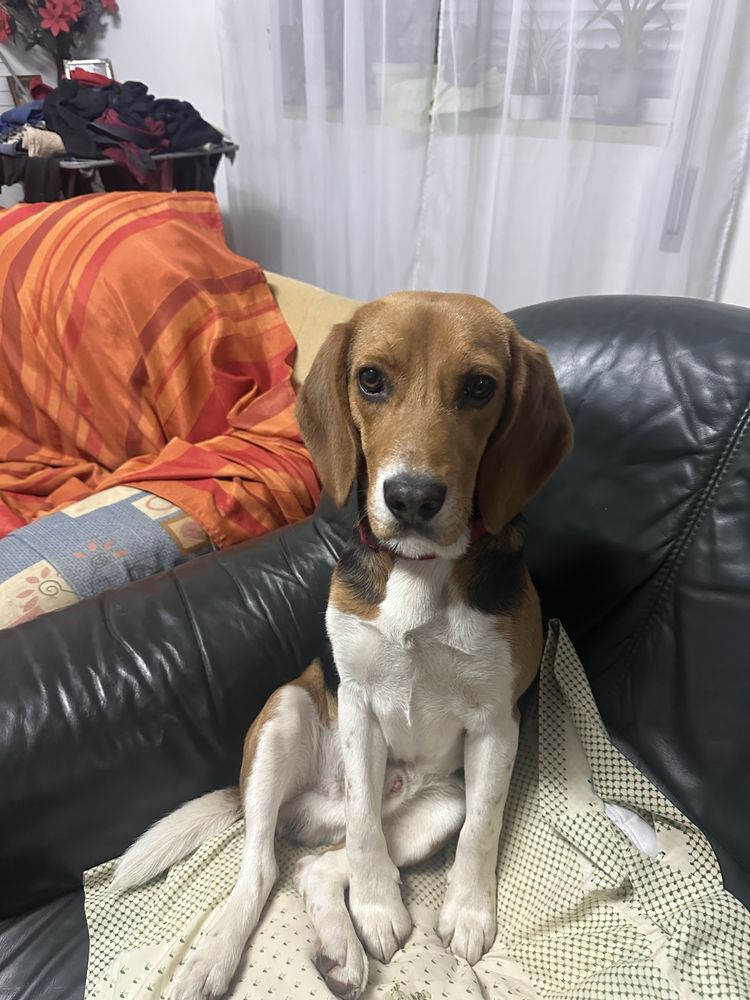 Beagle para acasalar