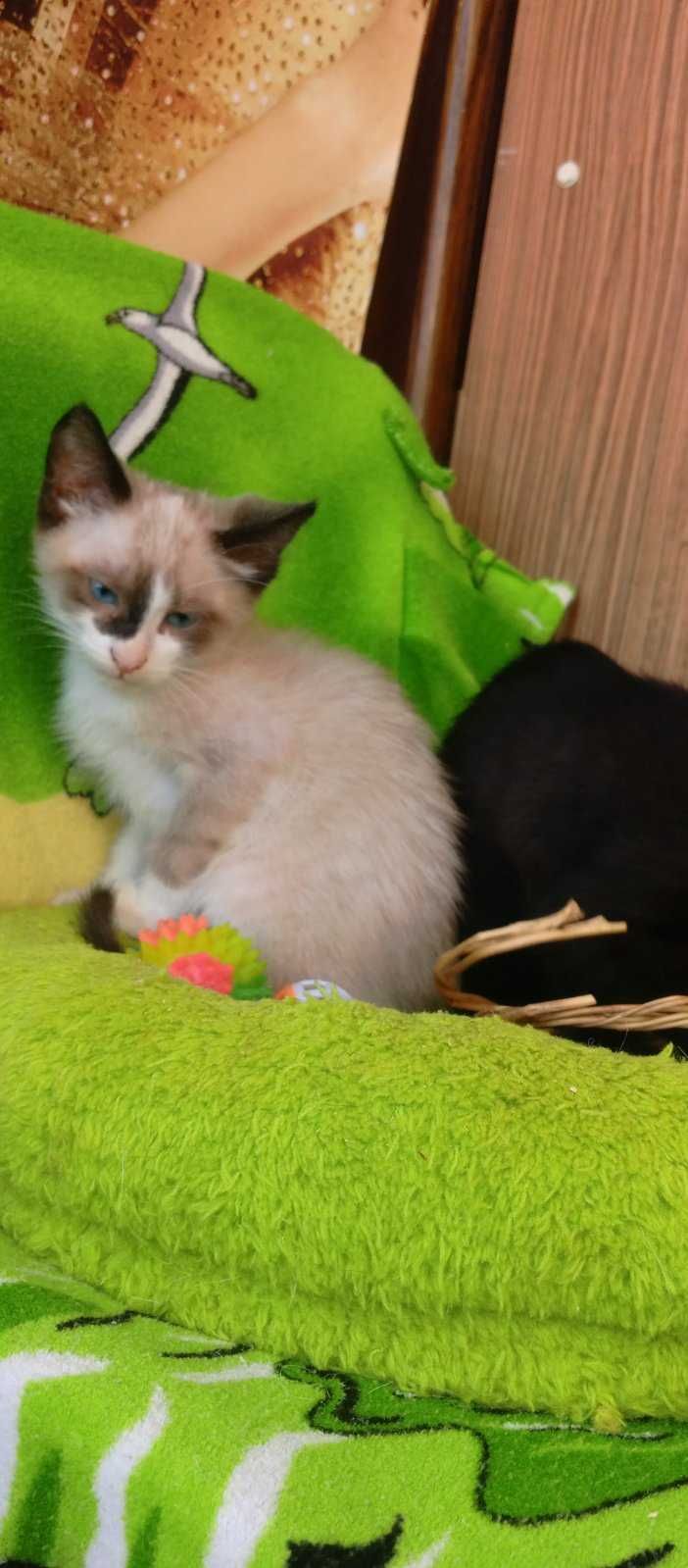 Котёнок сиамского окраса, 2 мес.