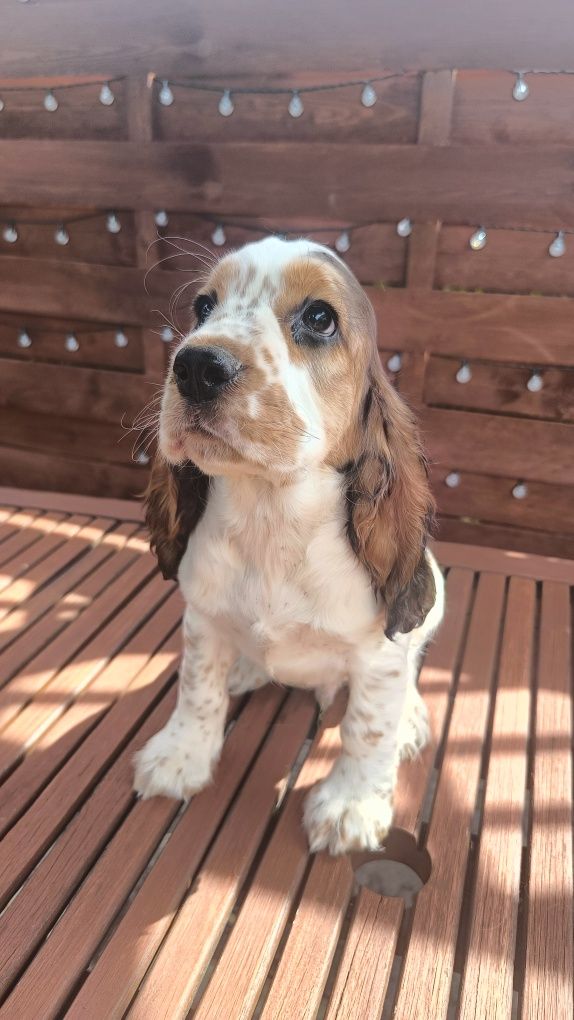 Cocker spaniel angielski