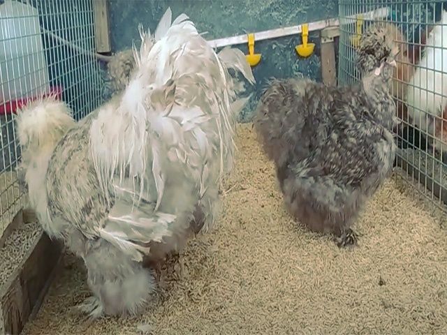 інкубаційне яйце Китайська шовкова: смугаста, шоколодна, палева,спліш.