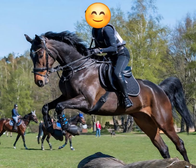 8 letnia Klacz, koń sportowy Folblut