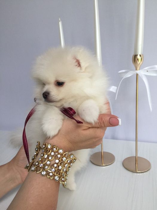 Шпіц хлопчик гарненький