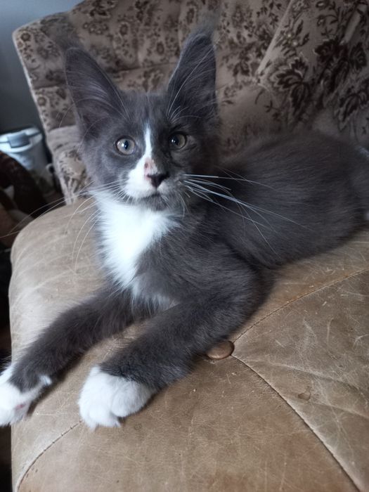 Kocurek Maine Coon