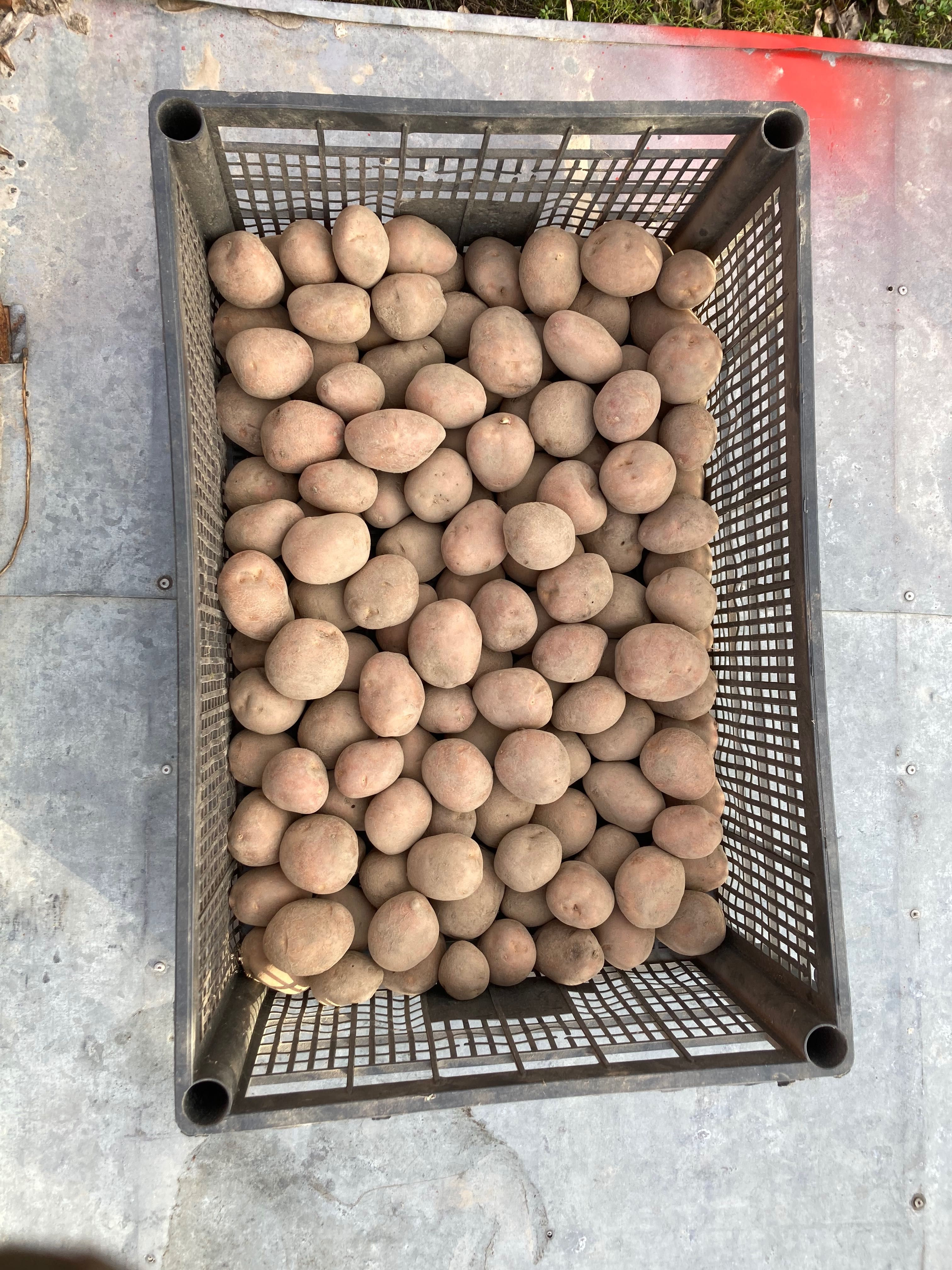 Sprzedam ziemniaki drobne  Bellarose wielkość sadzeniak 35-50 kal