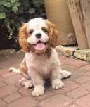 Cavalier King Charles Spaniel po import. Włoch FCI
