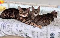 Бенгальський кіт та 2 киці сімʼя