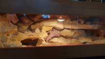 Terrarium dla gada  100x40x40