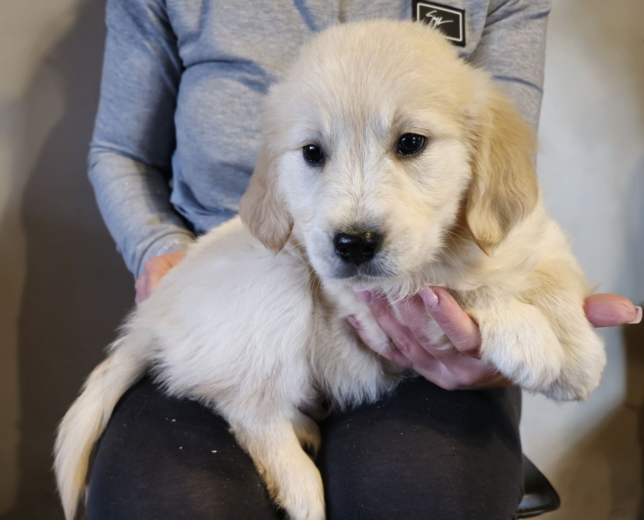 Golden Retriever szczeniak