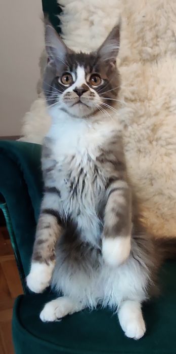 Maine Coon niebieski pręgowany kocurek rodowód FPL