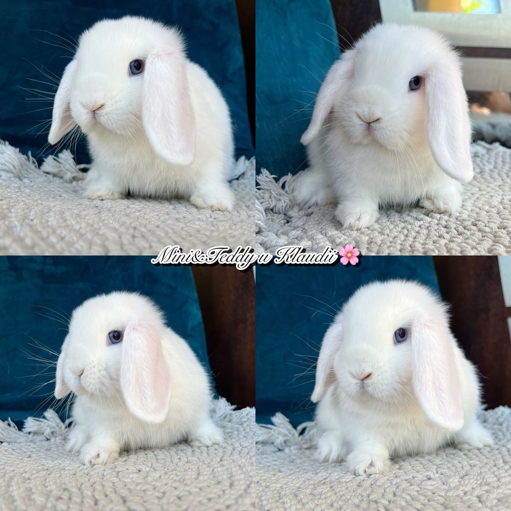 Mini lop! Rasowe króliczki z hodowli