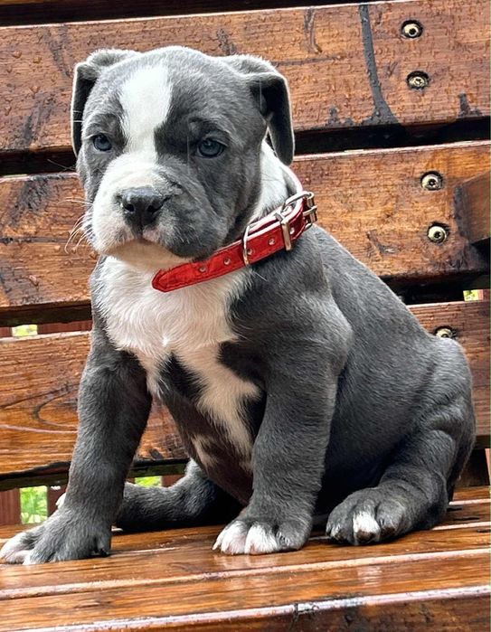 American Staffordshire Terrier piesek 3