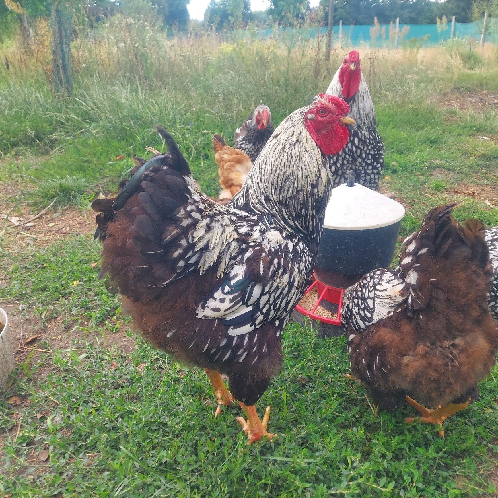 Kogut Wyandotte srebrnołuskowanej