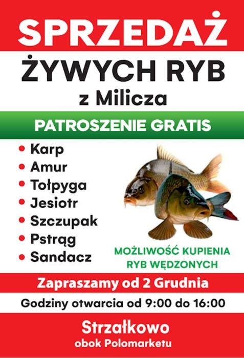 RYBY karp Strzałkowo sum Jesiotr sandacz szczupak tołpyga
