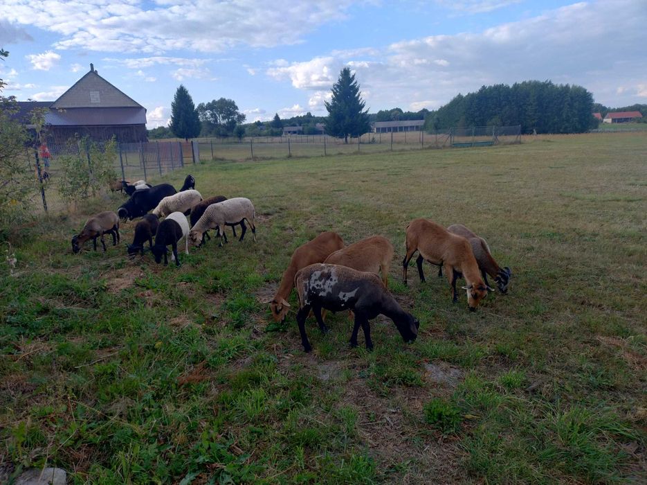 Owce i baranki kameruńskie