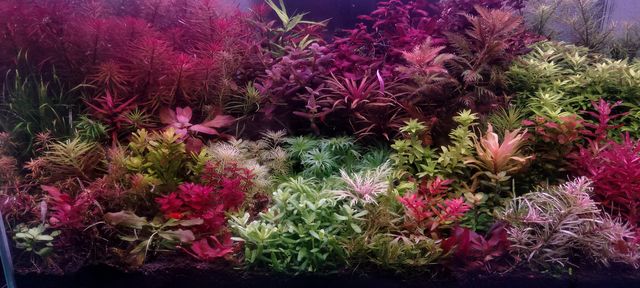 Rośliny akwariowe Aquaplants Cholpek