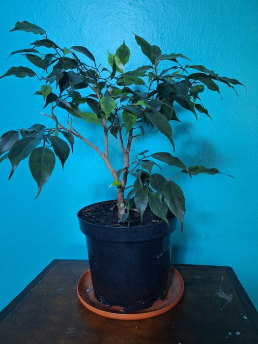 Фікус Бенджаміна кімнатна рослина, не потребує  особового догляду