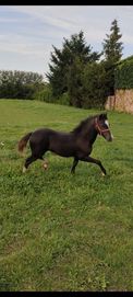 Kuc walijski Welsh Pony