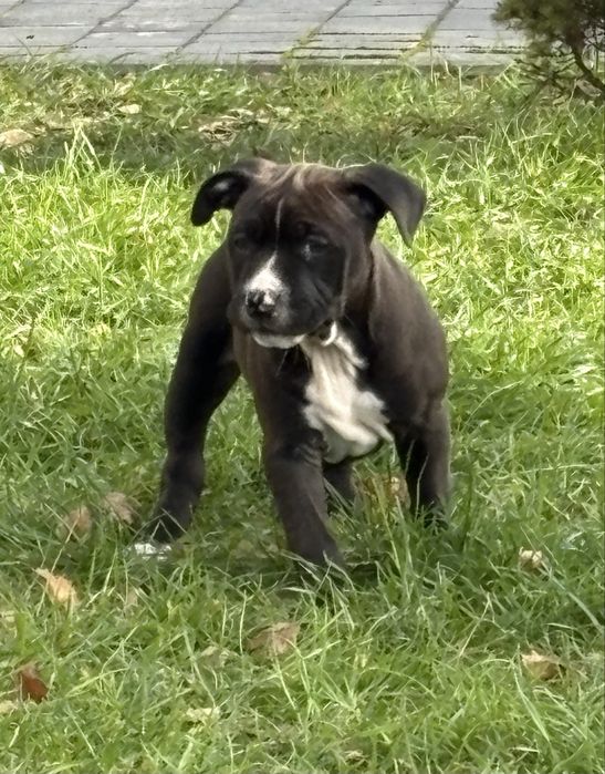 Amstaff suczka szczeniak czekoladowa