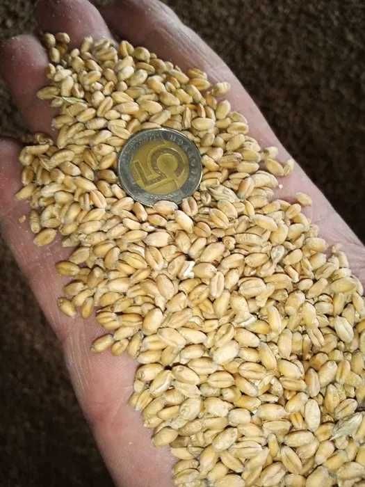 Sprzedam Pszenice 800zl/t,  Owies 700zl/t