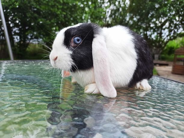 Królik miniaturka MIni LOP