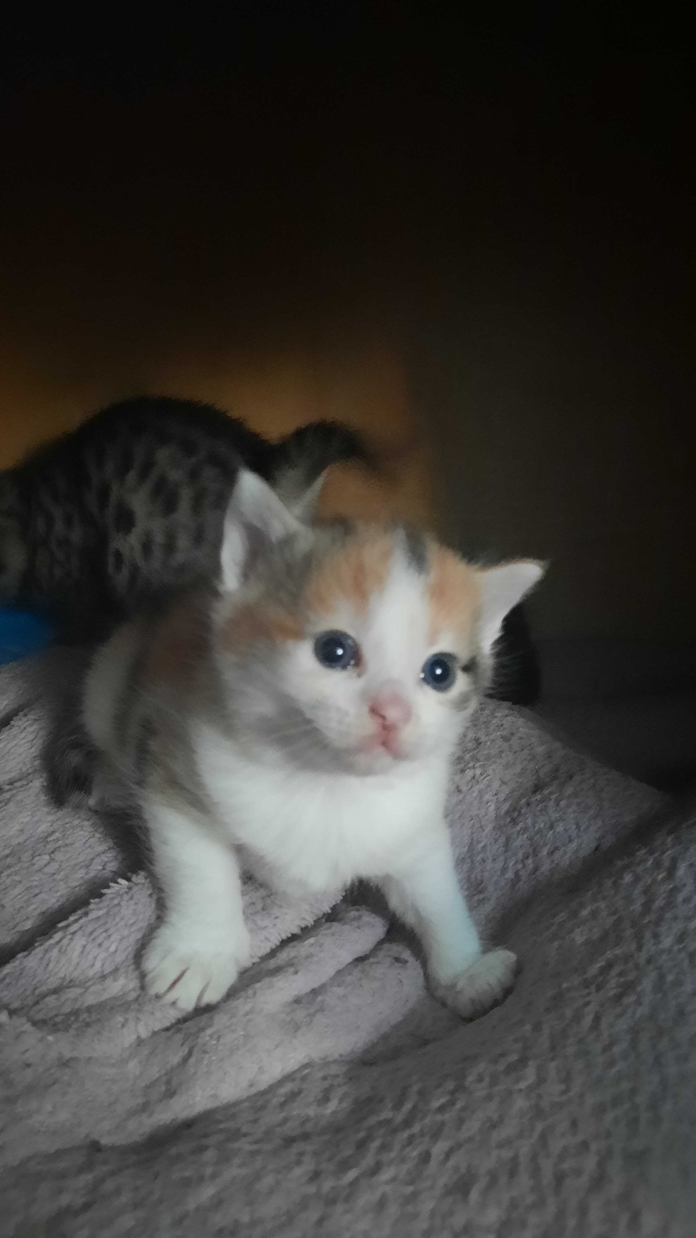 Віддам в добрі руки кошенят