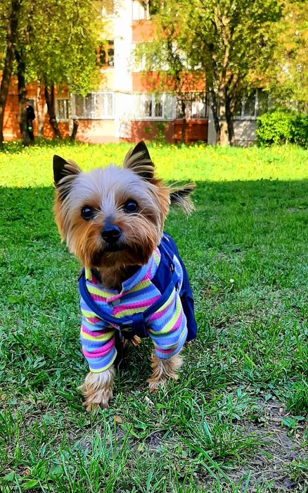 Йоркширский терьер мальчик приглашает на вязку