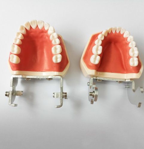 Стоматологічна модель щелепи. Посібник для школярів, студентів