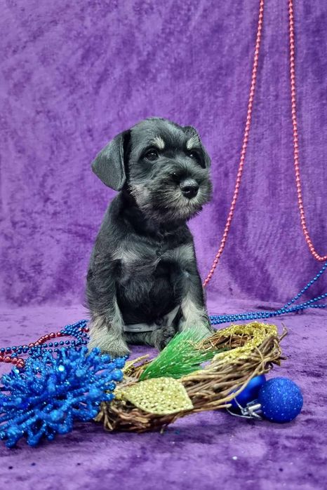 Цуценята цвергшнауцера