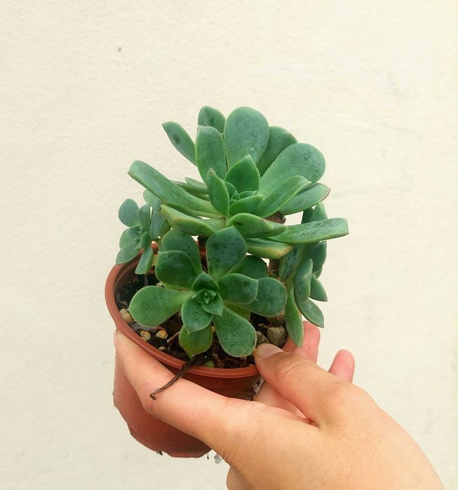 Suculenta Aeonium verde