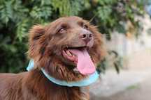 Simão Piléu - Cão médio pequeno para adoção