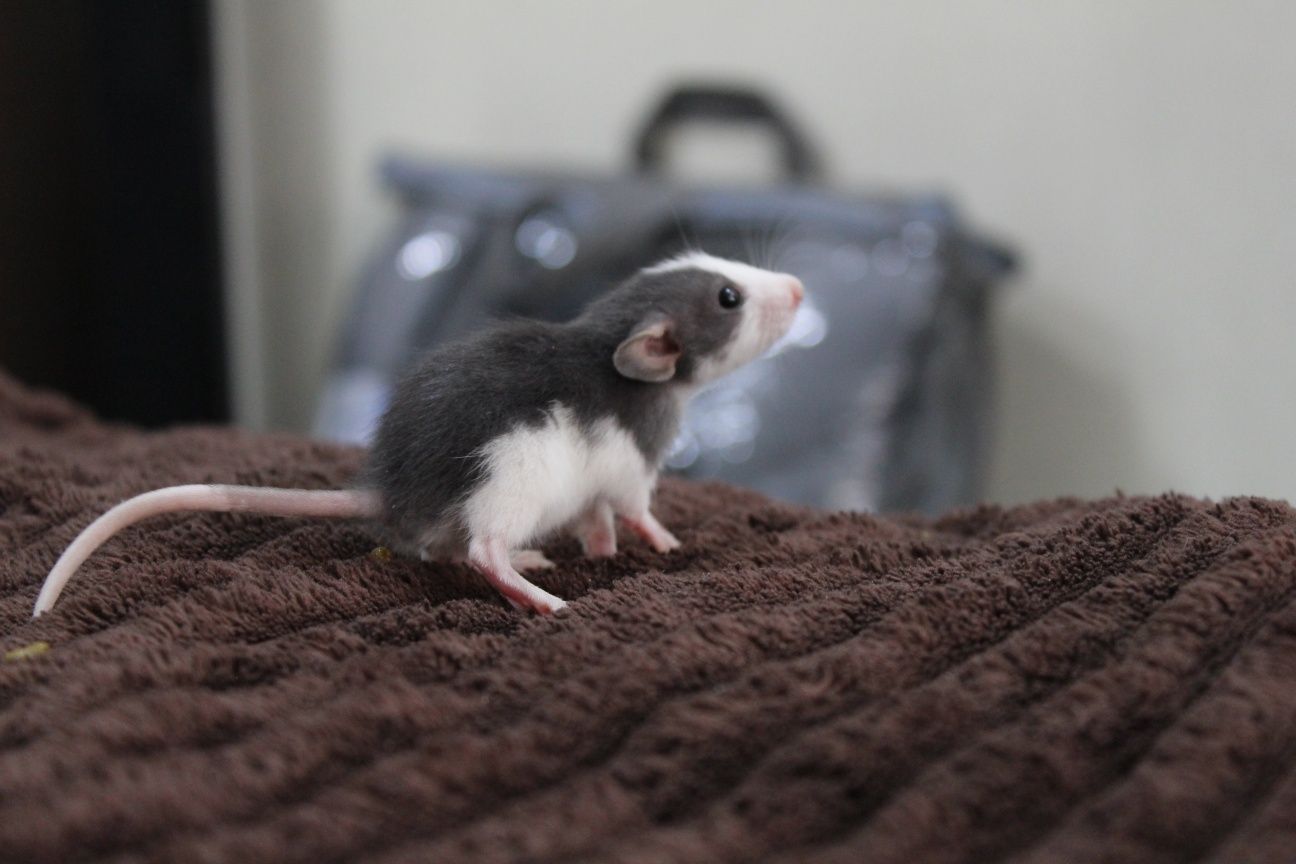Крыски, крысята, щури, щурята, пацючки, прямоушки и дамбо, 1 месяц